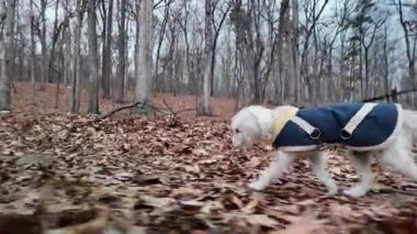 Batı Virginia 'daki Berkeley Springs ormanında kış yürüyüşünden hoşlanan bir insan, sıcak bir palto giymiş bir köpekle birlikte doğayı keşfediyor..