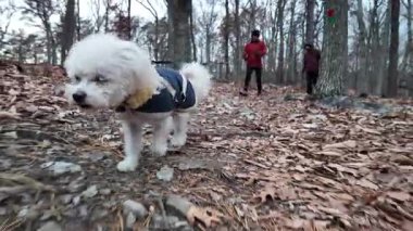 İki yürüyüşçü Berkeley Springs, Batı Virginia yakınlarındaki ormanın kış manzarasını keşfederken küçük bir köpek yaprak kaplı bir patika boyunca yürüyor..