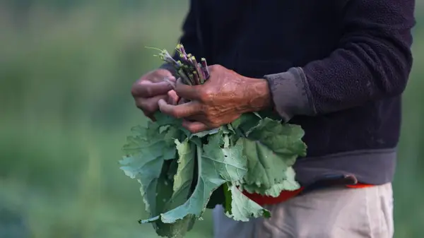 Çiftçilerin elleri, yeni toplanmış bir lahanayı lastikle sarıyorlar..