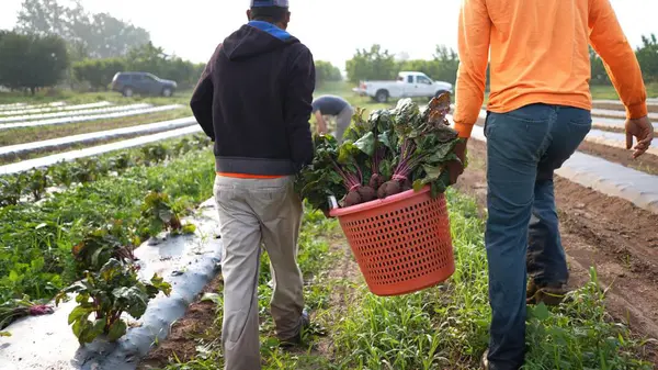 Sabahın köründe bir tarlada içi taze pancar dolu çamaşır sepetini taşıyan iki ışıkçı çiftçi..
