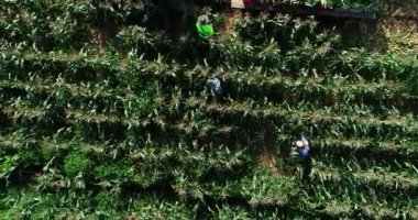 Üç çiftçi mısır tarlasında mısır toplarken yüksek hava kamerası aşağıya bakıyor ve hareket ediyor..