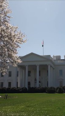 Beyaz Saray yakınlarında çiçek açan kiraz çiçeklerinin dikey videosu bahar, açık gökyüzünü ve güneşli havayı da beraberinde getiriyor. Ziyaretçiler ABD hükümetinin kalbindeki canlı manzaranın keyfini çıkarıyorlar.