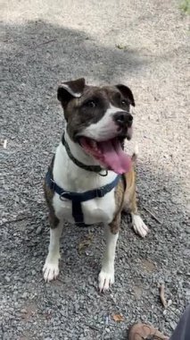 Yerel bir barınaktaki neşeli köpeklerin dikey videosu sonsuza dek evlerini bekliyor. Her köpek eşsiz bir kişilik sergiliyor. Güvenli alanlarında mutluluk ve sevgi yayıyor..