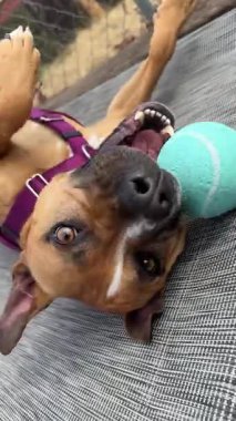 Mutlu ve enerjik köpeklerin olduğu dikey video bir barınakta hevesle oynuyorlar ve ilgili ailelerin evlat edinilmesini bekliyorlar. Her köpek eşsiz bir kişilik ve neşe gösterir..