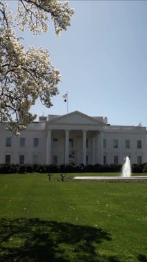 Güzel bahar çiçeklerinin dikey videosu Washington 'daki Beyaz Saray' ın bahçesini süslüyor. Temiz bir gökyüzü federal binanın huzurlu atmosferini arttırır..