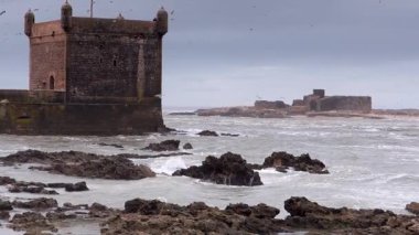 Martılar fırtınalı bir günde Essaouira, Fas 'a giriş ve liman üzerinde uçuyorlar..