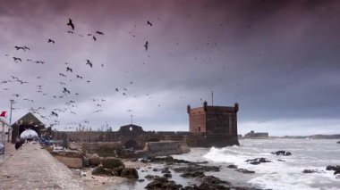 Fırtınalı bir günde yüzlerce martıyla Essaouira, Fas 'a giriş ve limanın geniş açılı görüntüsü.