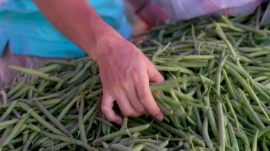 Açık hava çiftçiliği pazarından taze fasulye toplarken genç adamların eli yakın plan çekilmiş..