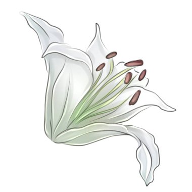 Zarif taç yapraklarını çeşitli renklerde sergileyen zambakların bir çizimi. Genellikle karmaşık detaylar ve hassas gölgelerle..