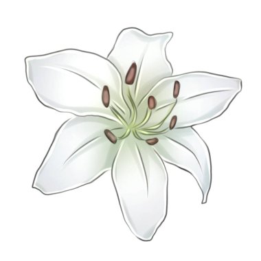 Zarif taç yapraklarını çeşitli renklerde sergileyen zambakların bir çizimi. Genellikle karmaşık detaylar ve hassas gölgelerle..