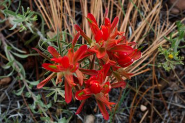 Bahçede büyüyen kırmızı çiçek