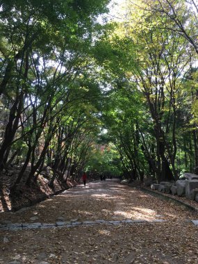 Ağaçların altındaki yürüyüş yolu