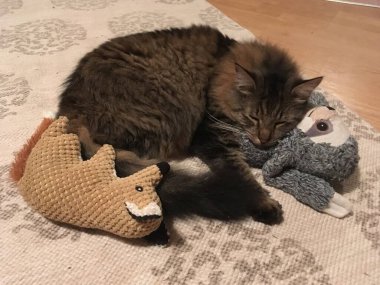 Kedi doldurulmuş hayvanların üstünde uyuyor.