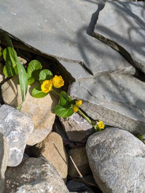 Kayaların arasında büyüyen sarı çiçekler