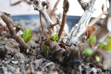 Narin ortanca tomurcukları filizlenmeye başlar. Bu da baharın gelişini ve hayatın yenilenmesini simgeler. Bu taze yeşil filizler büyümeyi, umudu ve yeni başlangıçları sembolize eder, mevsimsel döngünün güzelliğini somutlaştırır.. 