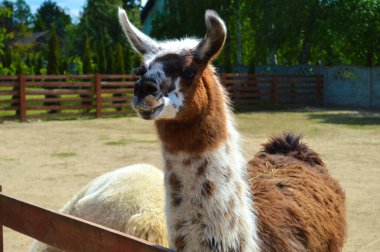 Şirin beyaz lama, bakımlı bir çiftlik ortamında doğal bir merak sergiliyor. Bu büyüleyici Güney Amerikalı camelid, Lamaları popüler çiftlik hayvanları ve tedavi edici yoldaşlar yapan nazik ve meraklı doğayı sergiliyor. Tarikat için mükemmel.