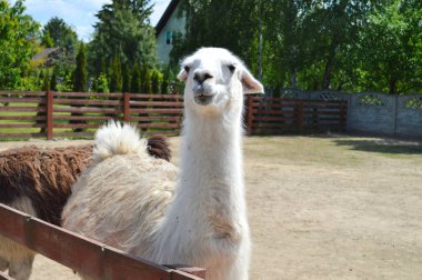 Şirin beyaz lama, bakımlı bir çiftlik ortamında doğal bir merak sergiliyor. Bu büyüleyici Güney Amerikalı camelid, Lamaları popüler çiftlik hayvanları ve tedavi edici yoldaşlar yapan nazik ve meraklı doğayı sergiliyor. Tarikat için mükemmel.