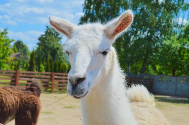 Şirin beyaz lama, bakımlı bir çiftlik ortamında doğal bir merak sergiliyor. Bu büyüleyici Güney Amerikalı camelid, Lamaları popüler çiftlik hayvanları ve tedavi edici yoldaşlar yapan nazik ve meraklı doğayı sergiliyor. Tarikat için mükemmel.