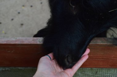 Kendine özgü boynuzları ve dalgalı saçları olan büyüleyici kara keçi çitlerden eğilerek doğal bir merak sergiliyor. Bu dışavurumcu çiftlik hayvanı, keçileri evcil hayvan ve kırsal alanlara ekleyen neşeli ve meraklı doğayı yakalar. 