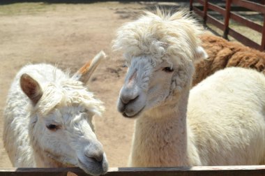 Meraklı ifadeleri olan iki tüylü beyaz alpakanın büyüleyici yakın çekimi. Yumuşak, doğal ışık onların tüylü dokusunu ön plana çıkarıyor. Tarım, hayvan teması ve nazik yaşam tarzı içeriği için mükemmel.