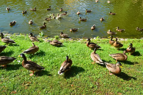 Her ikisi de yeşil bir gölette yüzen ve parlak güneş ışığı altındaki canlı çimenli kıyıda dinlenen sayısız yaban ördeği içeren büyüleyici bir sahne. Bir park ortamında su kuşunun barışçıl, doğal aktivitesini yakalar. Vahşi yaşam ve çevre için ideal.