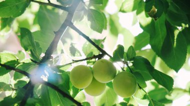 Kirazlı erik. Yeşil erik. Meyve ağacı. Hasat zamanı. Yaz. Bahçe. Kayısı. Meyveler. Vitaminler.