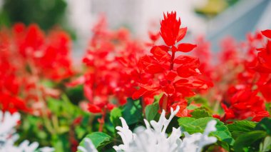 Bahçedeki kırmızı çiçekler. Rüzgarda sallanan yeşil yapraklı parlak kırmızı çiçekler...