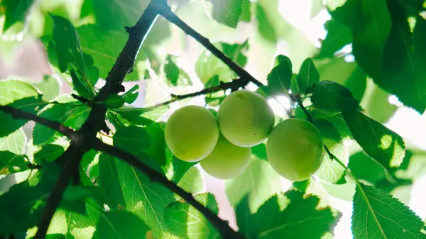 Bahçedeki ağaçtaki taze yeşil üzümler. Güneşin ışınları ağacın yeşil meyvelerinde parlıyor. Köyde yaz mevsimi. Köy atmosferi..