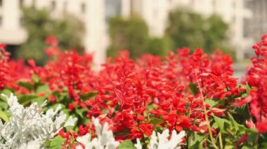 Şehir merkezinde kırmızı çiçekli bir çiçek tarlası. Rüzgarlı hava.