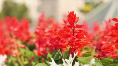 Çeşmeye su damlası damlatın, yaklaşın. Hava spreyleri. Şehir çok sıcak oldu. Sıcaktan rahatla. Nem. Anormal sıcaklık.