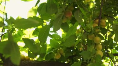 Olgun meyvelerin yakın görüntüsü. Çiftlik. Köy hayatı. Yeşil erik güneş ışınlarında olgunlaşır. Sıcak yaz zamanı. Güneş parlıyor. Rüzgar yaprakları hareket ettirir. Kirazlı erik. Yeşil erik. Meyve ağacı. Hasat zamanı. Yaz. Bahçe. Kayısı. Meyveler. Vitaminler.