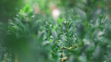 Bahçede yeşil yapraklar. Bahçedeki yeşil çalılar. Orman. Parkta çiçek açmış..