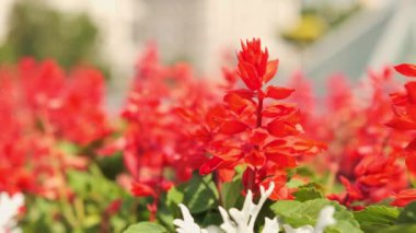 Bahçedeki güzel kırmızı ve beyaz çiçekler. Rüzgarda sallanan yeşil yapraklı parlak kırmızı çiçekler..