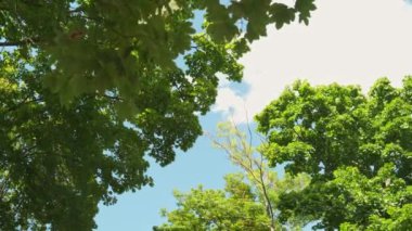 Parkta yeşil yapraklar var. Açık mavi gökyüzü ve beyaz bulutlarla parktaki yapraklar. Bahçe. Ağaçlar gölge sağlar. Gölgeli ağaçlar. Yaz..