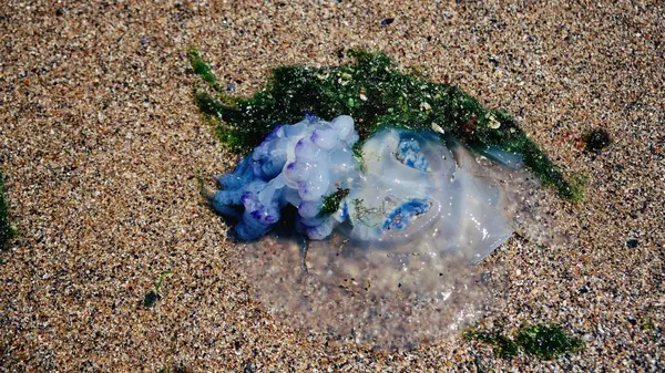 Denizanası. Deniz kıyısındaki denizanası. Yosun içinde mavi denizanası. Ekoloji. Vahşi yaşam. Ekolojik felaket. Yaz. Okyanus