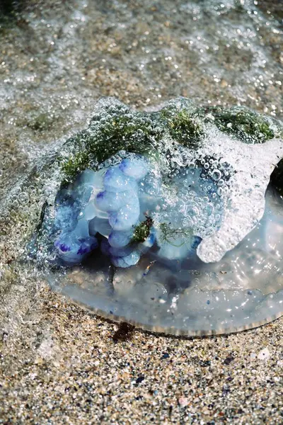 Denizanası. Deniz kıyısındaki denizanası. Yosun içinde mavi denizanası. Ekoloji. Vahşi yaşam. Ekolojik felaket. Yaz. Okyanus