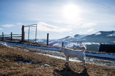 Kış dağlarında bir köpek