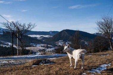 Dağlarda bir köpek