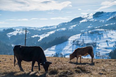 Güzel bir kış manzarasının arka planında bir inek.