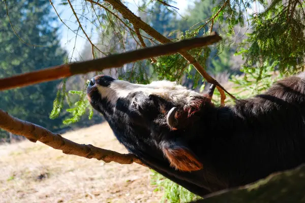 Siyah inek vahşi doğada