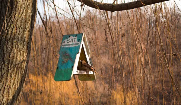 old wooden sign with a tree