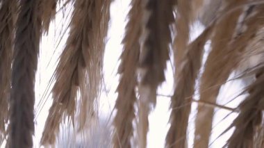 Bir ağacın bulanık arkaplanı soyut.