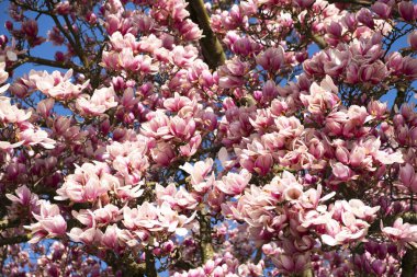 Baharda manolya çiçekleri