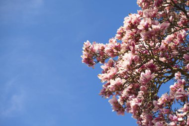 Bahçedeki güzel pembe manolya çiçeği