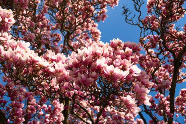 Baharda güzel manolya çiçekleri
