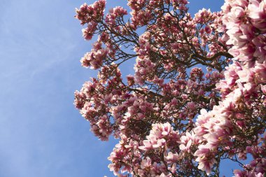 Bahçedeki güzel manolya çiçekleri