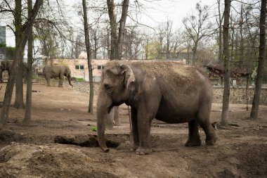 Hayvanat bahçesindeki fil