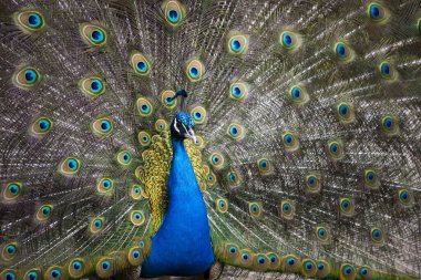 Tüylü tavus kuşu. Tavus kuşu. tavuskuşu