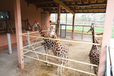 Hayvanat bahçesindeki zürafa