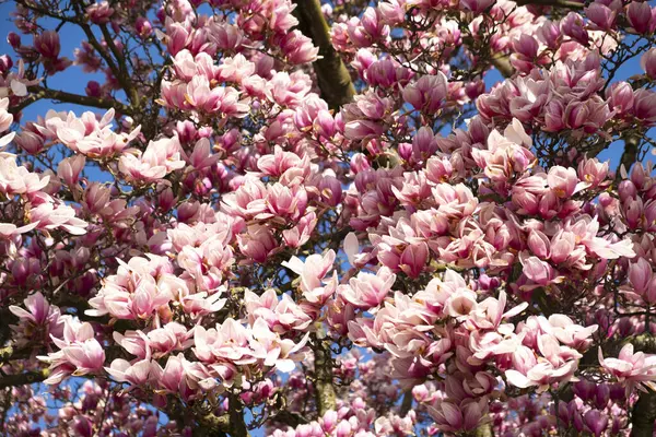 Baharda manolya çiçekleri